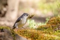 Closeup of a titmouse bird eating grass.