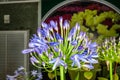 Closeup to African Lily/ Agapanthus/ Lily of the Nile/ Agapanthus Headbourne Hybrids/ Agapanthaceae Royalty Free Stock Photo