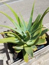 Closeup to an Aloe Vera plant in Palma de Majorca, Spain.