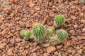 Closeup to Baby Echinopsis Calochlora Cactus, Succulent and Arid Plant