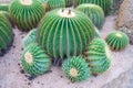 Closeup to beautiful big or large Echinocactus grusonii or cactus.