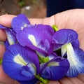 Closeup to beautiful butterfly blue purple pea flower