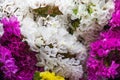 Closeup to Beautiful Colorful Statice Flowers Background