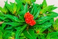 Closeup to Beautiful Orange Cockscomb/ Celosia Cristata Royalty Free Stock Photo