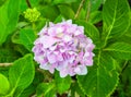 Closeup to Beautiful Pastel Pink Hydrangea/ Hortensia Flower Royalty Free Stock Photo