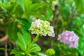 Closeup to Beautiful Pastel Pink Hydrangea/ Hortensia Flower Royalty Free Stock Photo