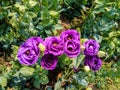 Closeup to Beautiful Purple Lisianthus/ Tulip Gentian/ Texas Blue Bell/ Eustoma Grandiflorum L. Cass/ Gentianaceae