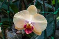 Closeup to Beautiful Purple Vanda Lilacina Teijsm & Binnend. Orchid/ ORCHIDACEAE