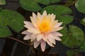 Closeup to Beautiful Water Lily/ Nymphaea Lotus/ Nymphaeaceae Royalty Free Stock Photo