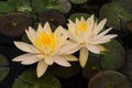 Closeup to Beautiful Water Lily/ Nymphaea Lotus/ Nymphaeaceae Royalty Free Stock Photo
