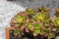 Closeup to a beauty red and green succulent flowers into a red flower pot and white rocks at background Royalty Free Stock Photo