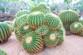 Closeup to big or large green cactus or Echinocactus grusonii.