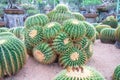 Closeup to big or large green cactus or Echinocactus grusonii.