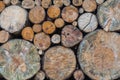 Closeup to Big and Small Round Shaped Log of Old Wood Gnarl Background Royalty Free Stock Photo