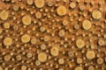 Closeup to Big and Small Round Shaped of Wood Gnarl Background Royalty Free Stock Photo