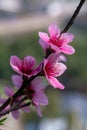 Closeup to Blossoming garden of peach trees Royalty Free Stock Photo