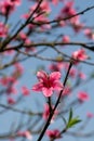 Closeup to Blossoming garden of peach trees Royalty Free Stock Photo