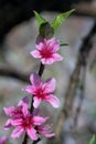 Closeup to Blossoming garden of peach trees Royalty Free Stock Photo