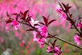 Closeup to Blossoming garden of peach trees Royalty Free Stock Photo