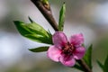 Closeup to Blossoming garden of peach trees Royalty Free Stock Photo