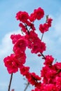 Closeup to Blossoming garden of red peach trees Royalty Free Stock Photo