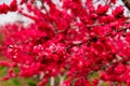 Closeup to Blossoming garden of red peach trees Royalty Free Stock Photo