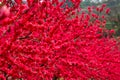 Closeup to Blossoming garden of red peach trees Royalty Free Stock Photo