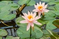 Closeup to Bright Water Lily/ Nymphaea Lotus/ Nymphaeaceae Royalty Free Stock Photo