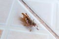 Closeup to Brown Grasshopper on Tile Floor [Caelifera] Royalty Free Stock Photo