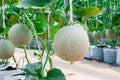 Closeup to Cantaloupe/ Musk Melon/ Cucumis Melo L. Var. Cantalpensis/ Cucurbitaceous