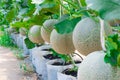 Closeup to Cantaloupe/ Musk Melon/ Cucumis Melo L. Var. Cantalpensis/ Cucurbitaceous Royalty Free Stock Photo