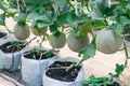 Closeup to Cantaloupe/ Musk Melon/ Cucumis Melo L. Var. Cantalpensis/ Cucurbitaceous Royalty Free Stock Photo