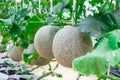 Closeup to Cantaloupe/ Musk Melon/ Cucumis Melo L. Var. Cantalpensis/ Cucurbitaceous