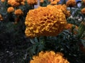 Detailné na kvety oranžový jasný 