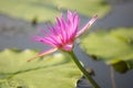 Colorful blooming pink or violet purple water lily or lotus flower. Royalty Free Stock Photo