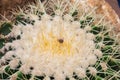 Closeup to Dried Corpse of Insect on Top of Echinopsis Calochlora Cactus, Succulent and Arid Plant