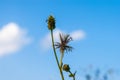 Closeup to Dried Gold Beard Grass/ Chrysopogon Aciculatus Retz. Trin./ POACEAE/ GRAMINEAE