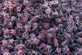 Closeup to Dried Roselle, Hibiscus Sabdariffa, Background