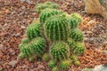 Closeup to Echinopsis Calochlora Cactus, Succulent and Arid Plant