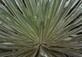 Closeup to a Espeletia or Frailejon plant leaves with water drops at colombian paramo