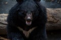 Closeup to face of an adult Formosa Black Bear in the forest at a day hot summer