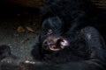 Closeup to the face of an adult Formosa Black Bear lying down on the forest