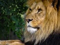 Majestic Male Lion Face Closeup Royalty Free Stock Photo