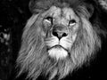 Majestic Male Lion Face Closeup, in Black and White