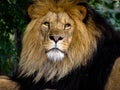 Majestic Male Lion Face Closeup Royalty Free Stock Photo