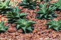 Closeup to Fairy Washboard/ Haworthia Limifolia Marloth/ Asphodelaceae, Succulent and Arid Plant