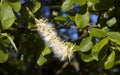 Female blossom of a willow tree Royalty Free Stock Photo