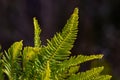 Closeup to the ferns of the Chilean forest in Chiloe Island