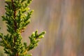 Closeup to the ferns of the Chilean forest