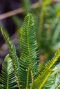 Closeup to the ferns of the Chilean forest